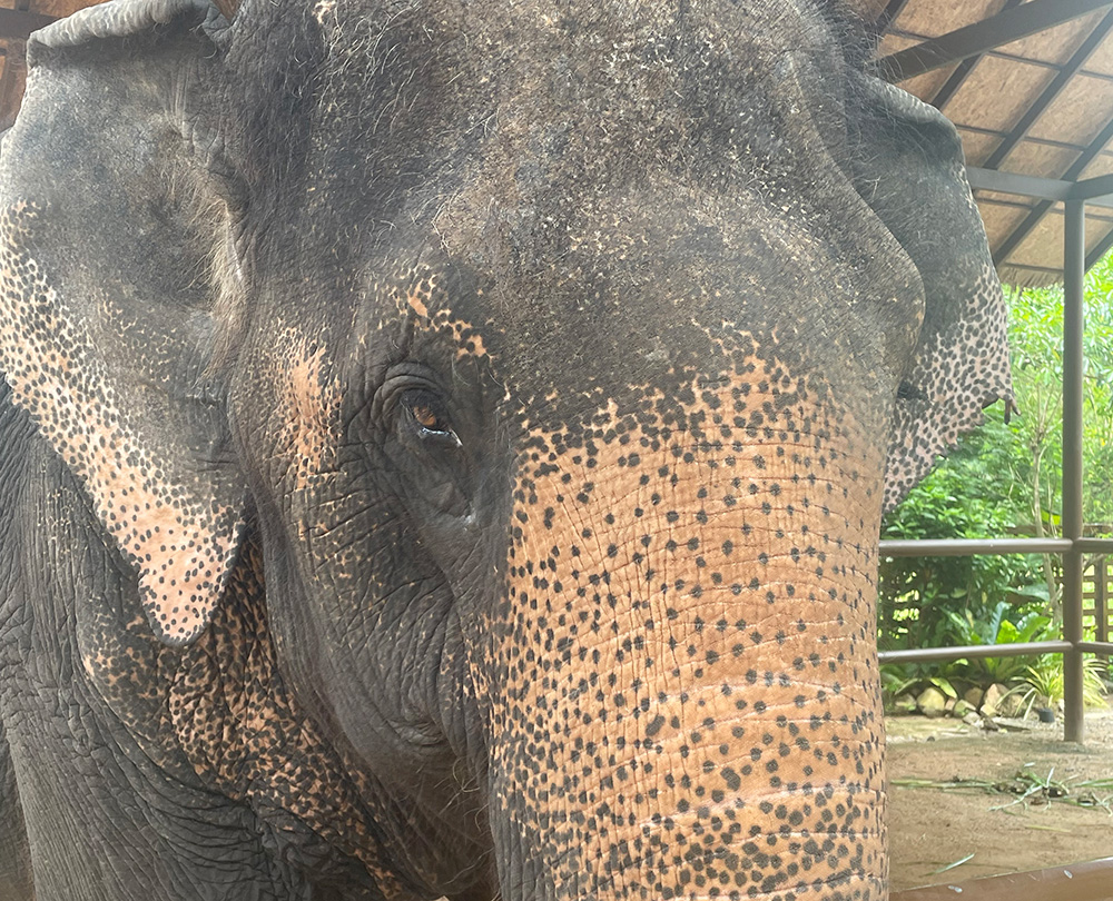 Elephant from Samui Elephant Home